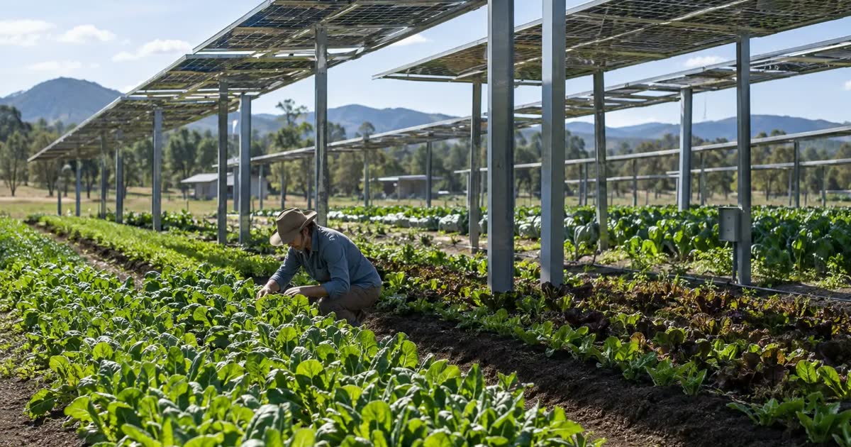 A farmer checks vegetable rows growing beneath raised solar panels, beside rows in full sun.