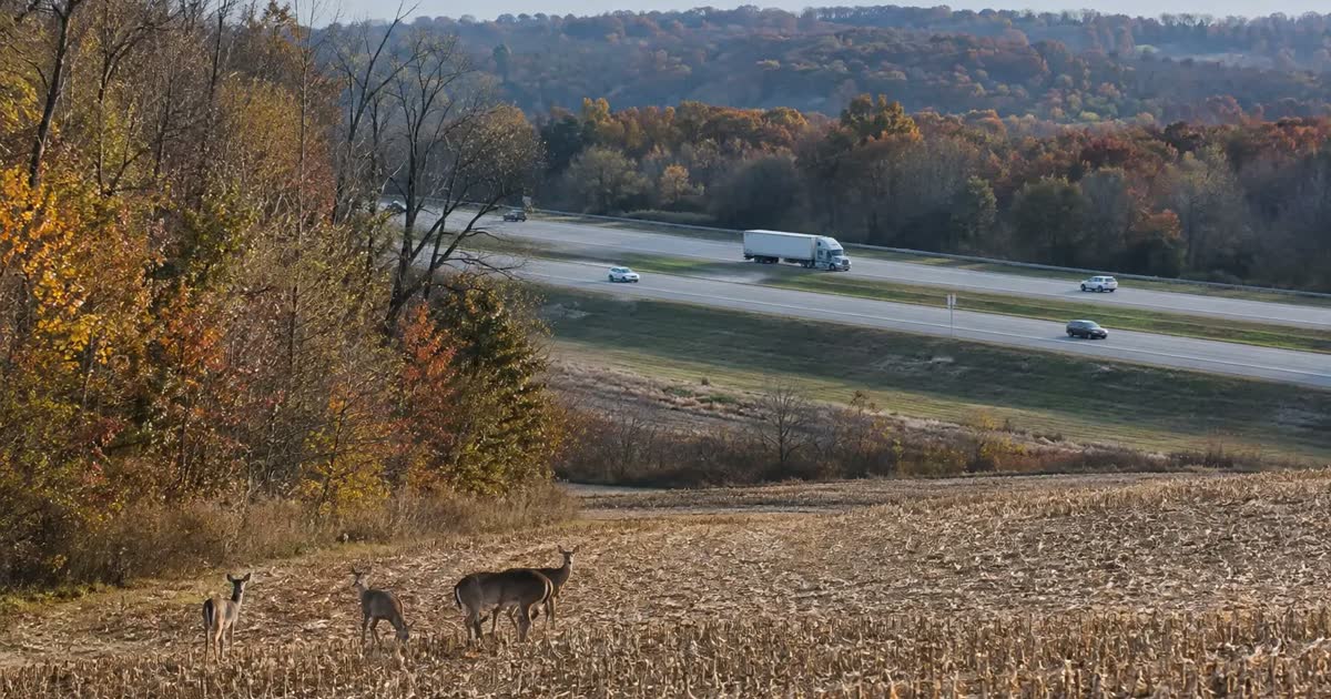 Deer in a small woodland patch separated from other woods by farmland and a highway.
